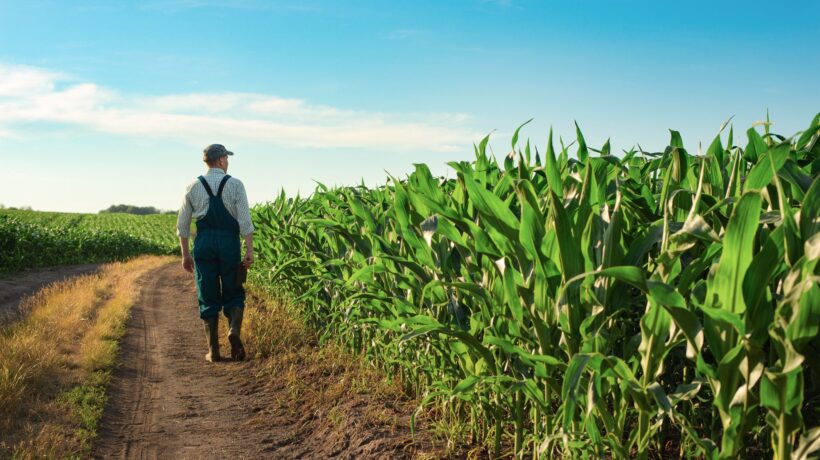 Agricoltura italiana sotto attacco dell’Ue: senza mais a rischio il latte e i formaggi