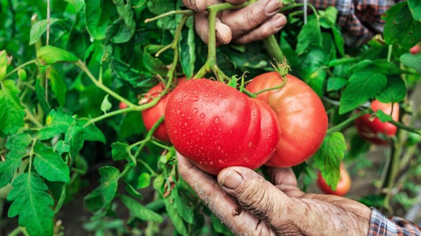 Pronti a entrare 83.000 braccianti. «Al lavoro pure gli italiani sussidiati»