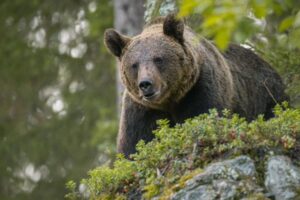 I veterinari: non uccideremo l’orsa