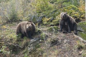 L’orsa ci ricorda i doveri della vita