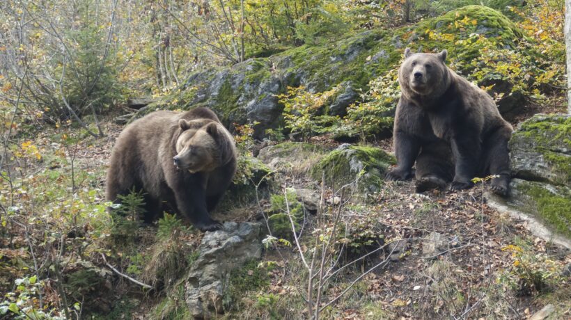 L’orsa ci ricorda i doveri della vita