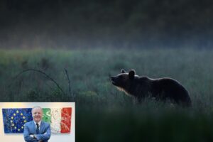 Berlato: «Abbattimento dell’orso trentino, io sono pronto»