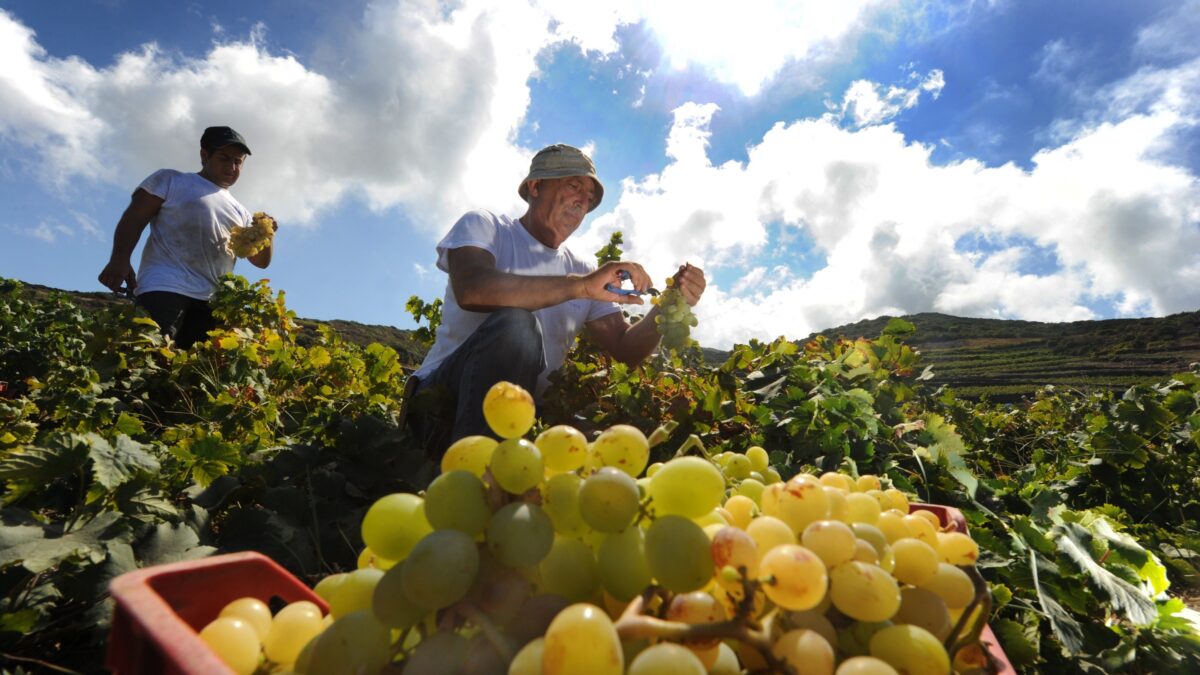 Anche l’oro di Pantelleria in coda per il Pnrr
