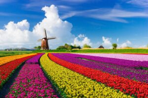 «Boom di fiori olandesi a basso costo ma nei giardini si fa ancora cultura»