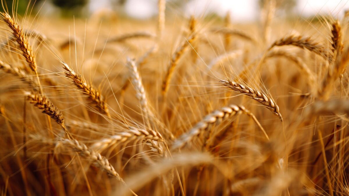 Spunta pure l’«etichetta sul suolo». Influirà sui prezzi di campi e alimenti