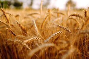 Spunta pure l’«etichetta sul suolo». Influirà sui prezzi di campi e alimenti