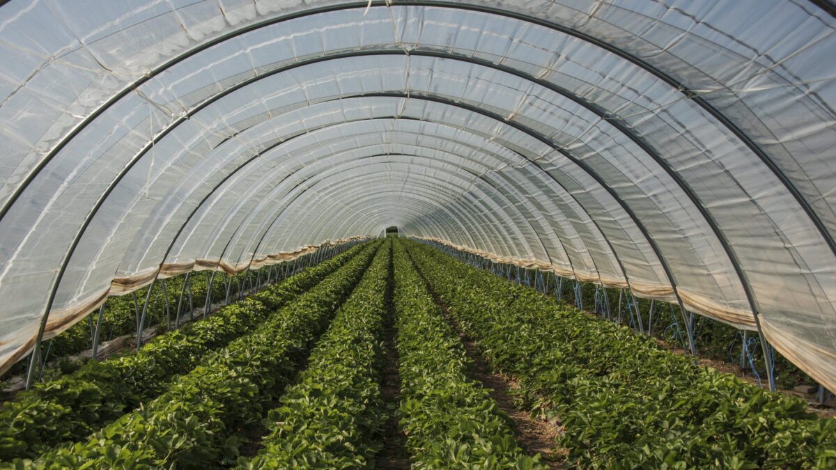 Con la CO2 le serre producono di più