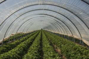 Con la CO2 le serre producono di più