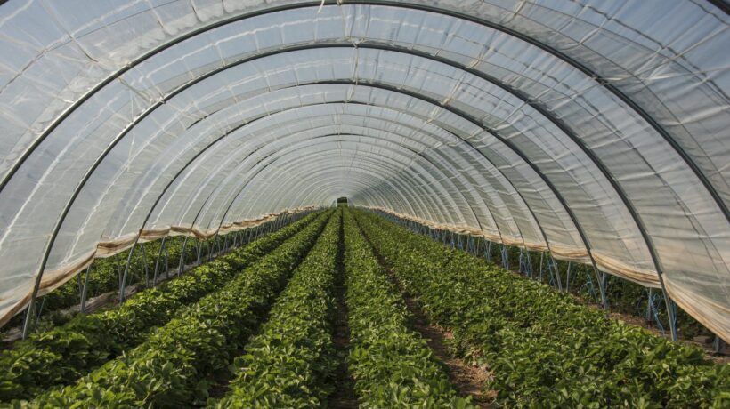 Con la CO2 le serre producono di più