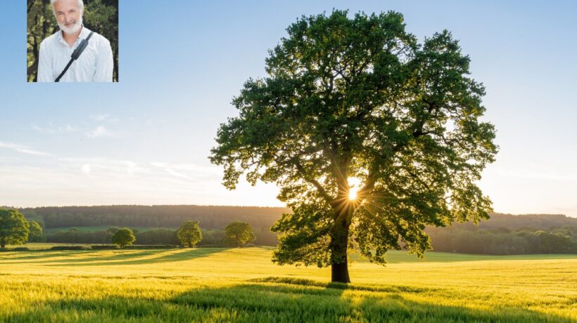 «La mia pattuglia di esploratori va a caccia di alberi monumentali»