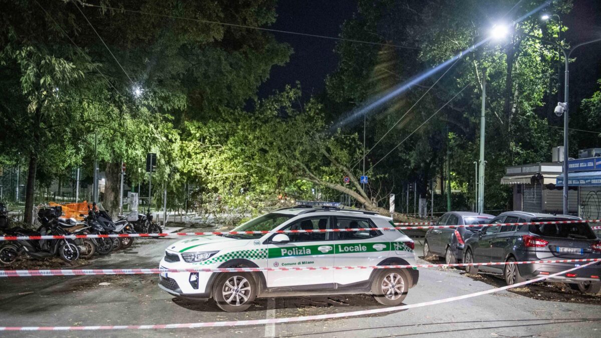 Alberi, a Milano il delitto perfetto