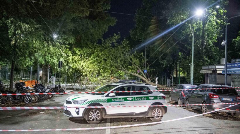 Alberi, a Milano il delitto perfetto