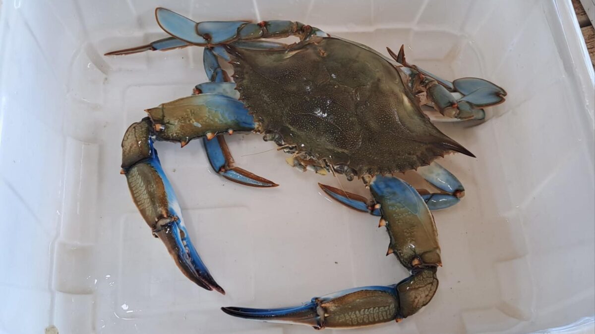 Il granchio blu. La new entry dei nostri mari