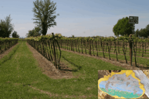 Il Bursôn, un vino più forte dell’alluvione
