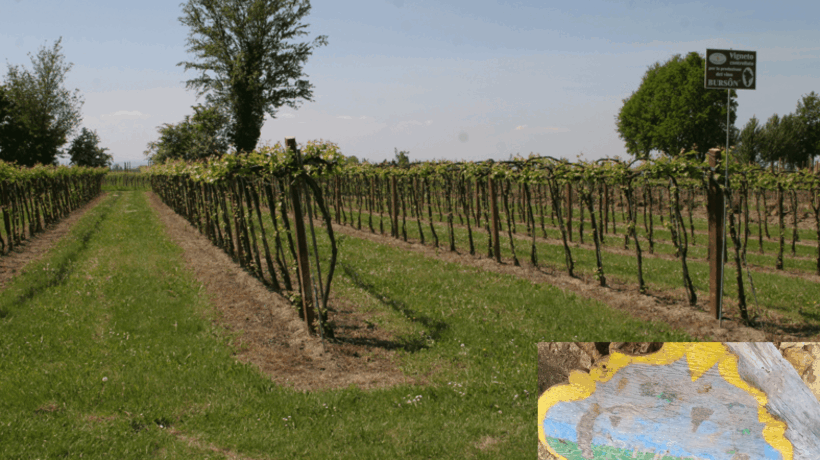 Il Bursôn, un vino più forte dell’alluvione