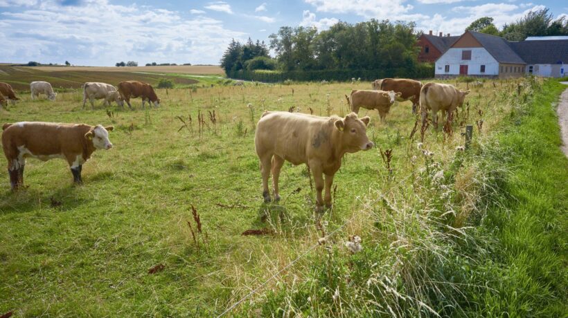 La tassa sulla carne diventa una realtà: inizia la Danimarca