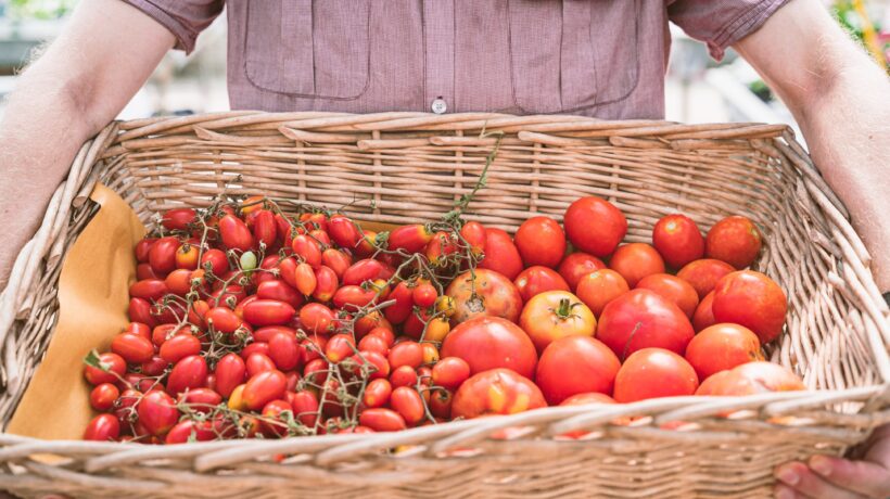 I pomodori di Pachino: quattro varietà nate sull’asse Italia-Israele