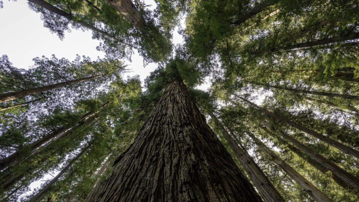 Sequoie, querce e faggi extra large: a zonzo nella terra dei giganti verdi