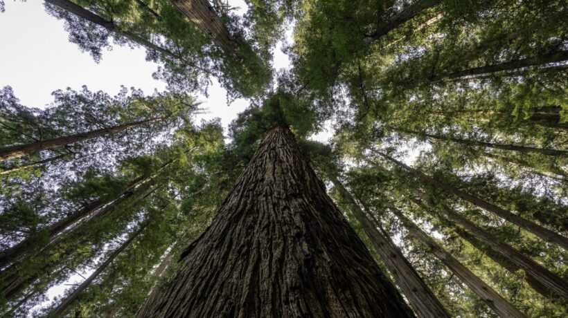 Sequoie, querce e faggi extra large: a zonzo nella terra dei giganti verdi