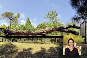 «Alberi sradicati su enormi letti di ferro. Così celebro la vita»