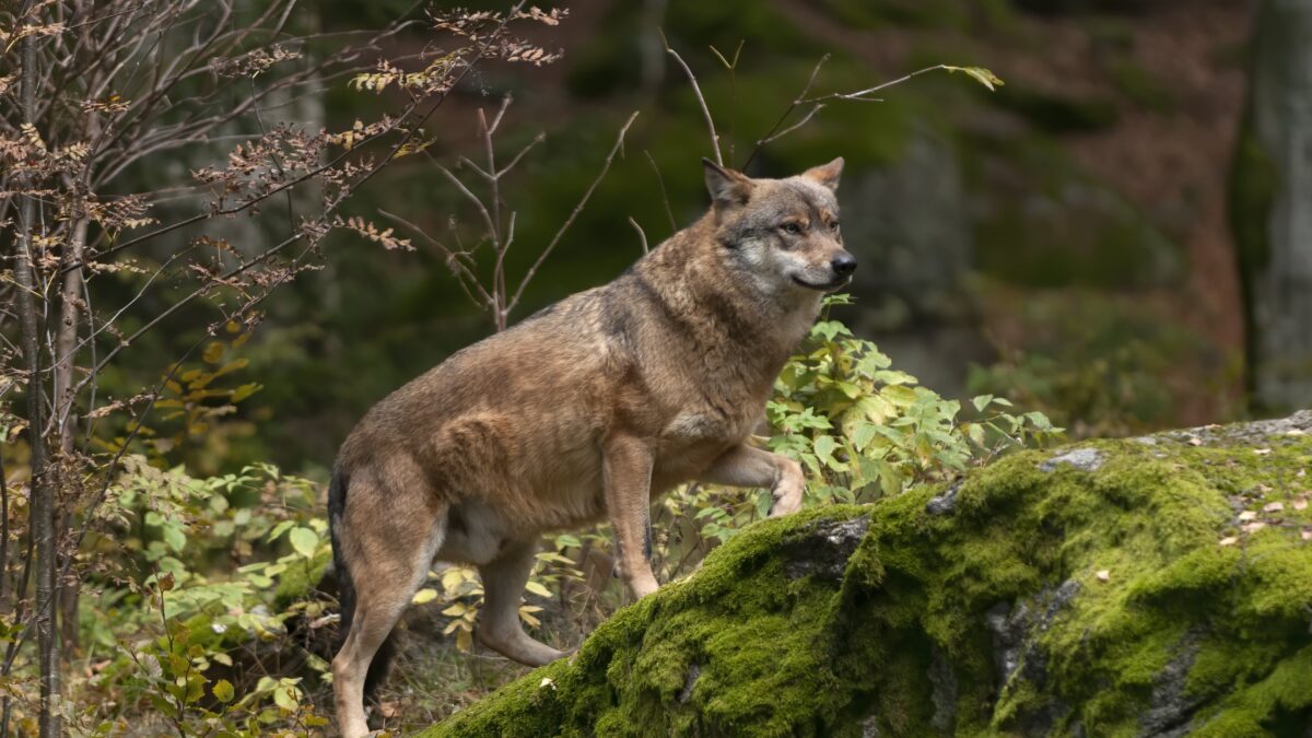 Le predazioni del lupo mettono in pericolo migliaia di cani