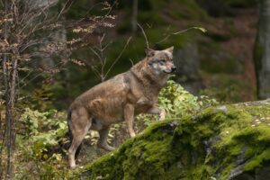 Le predazioni del lupo mettono in pericolo migliaia di cani