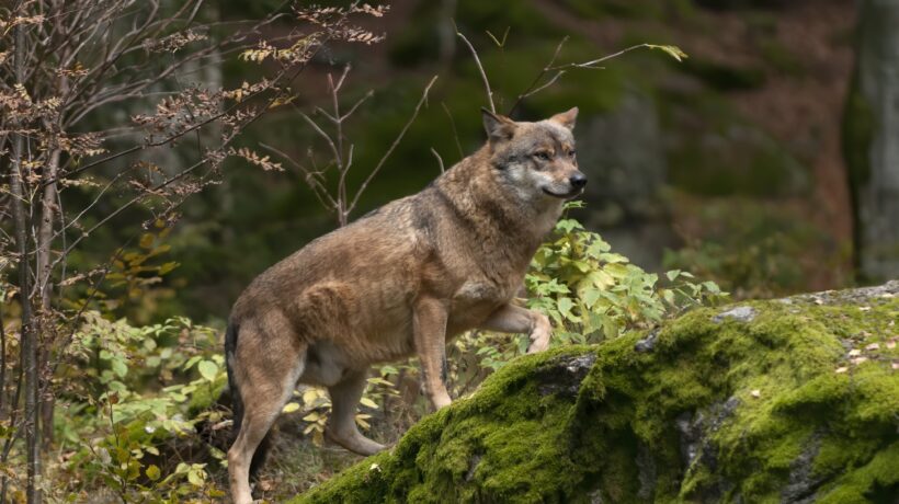 Le predazioni del lupo mettono in pericolo migliaia di cani