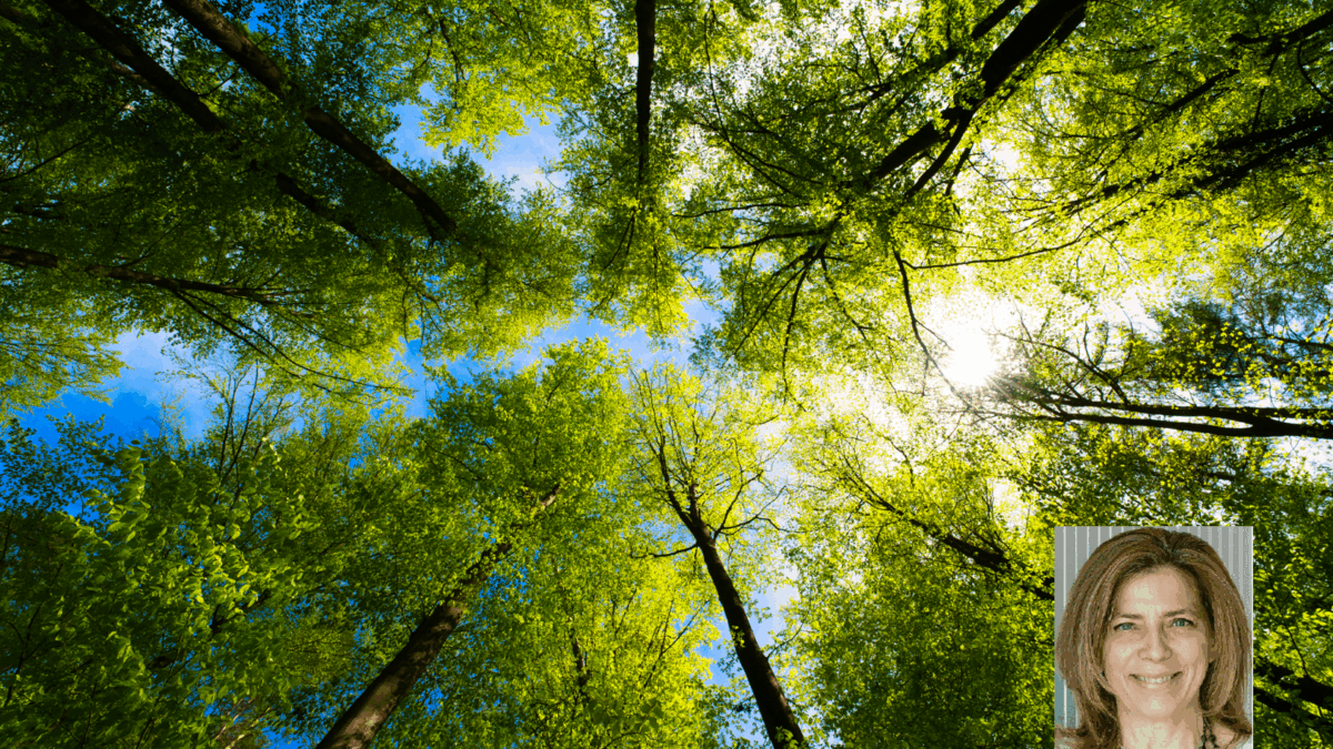 «Gli alberi sono diventati invisibili ma grazie a loro racconto il mondo»