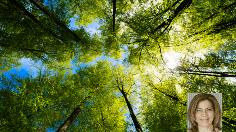 «Gli alberi sono diventati invisibili ma grazie a loro racconto il mondo»