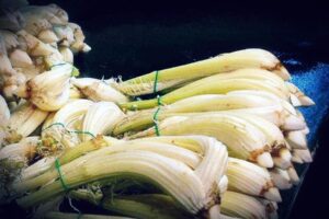 Nasce sotto la sabbia il cardo gobbo amato dagli Sforza