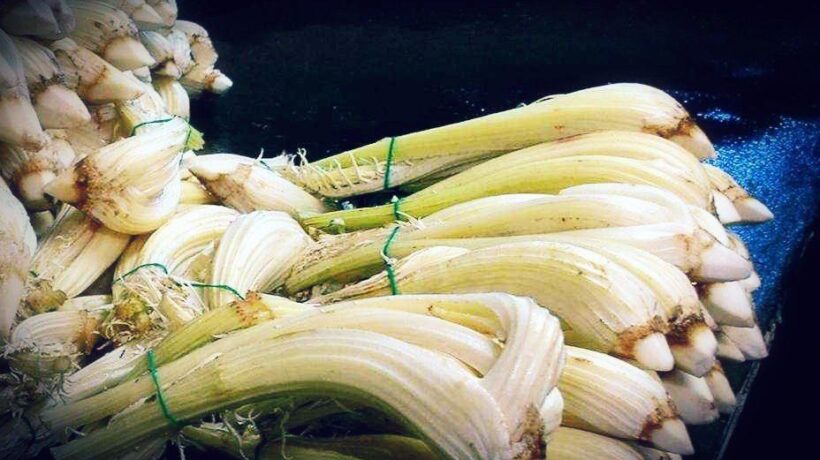 Nasce sotto la sabbia il cardo gobbo amato dagli Sforza