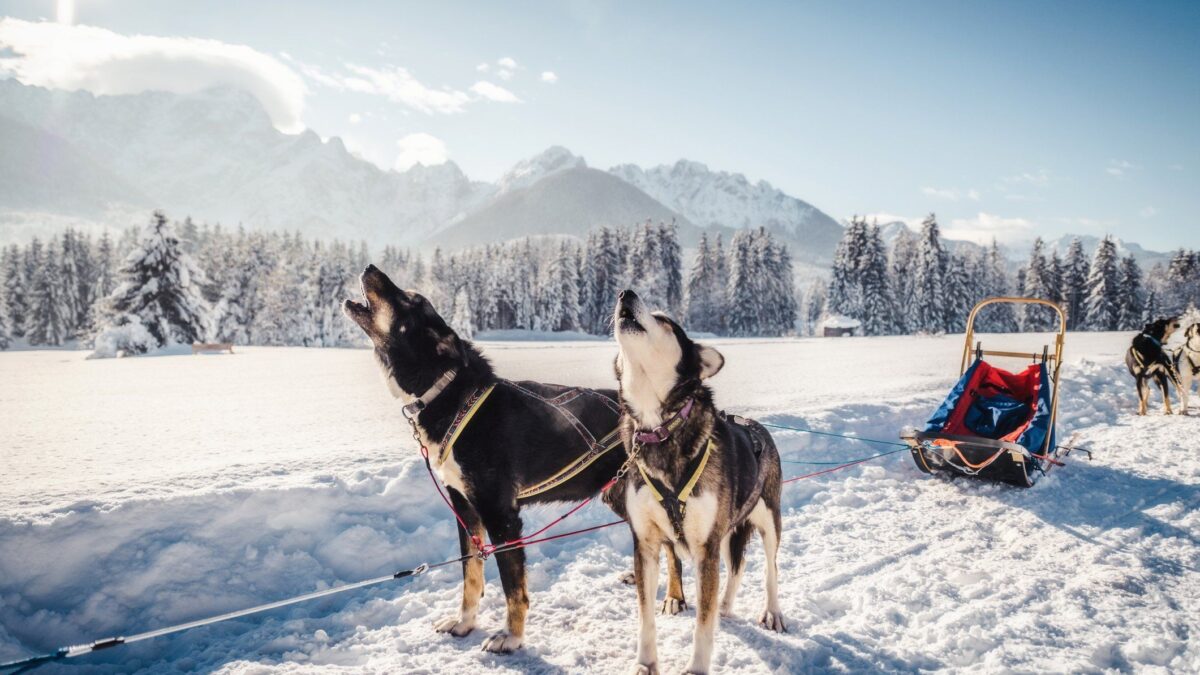 Sei esperienze outdoor in compagnia degli animali
