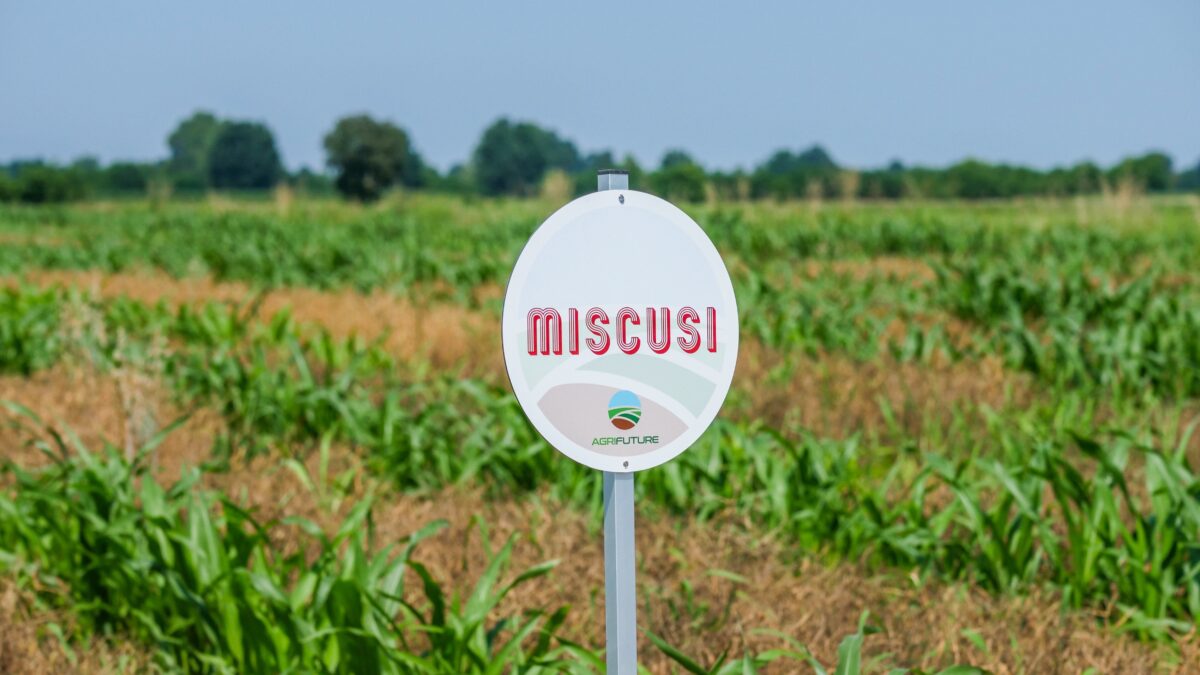 Miscusi lancia il fusillone di sorgo