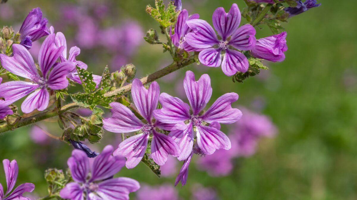 Cibo, fiore, pianta curativa. Le virtù nascoste della malva