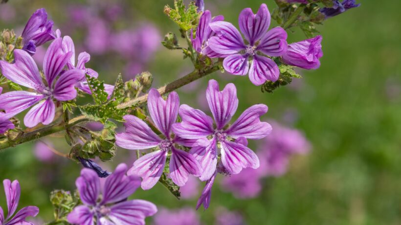 Cibo, fiore, pianta curativa. Le virtù nascoste della malva