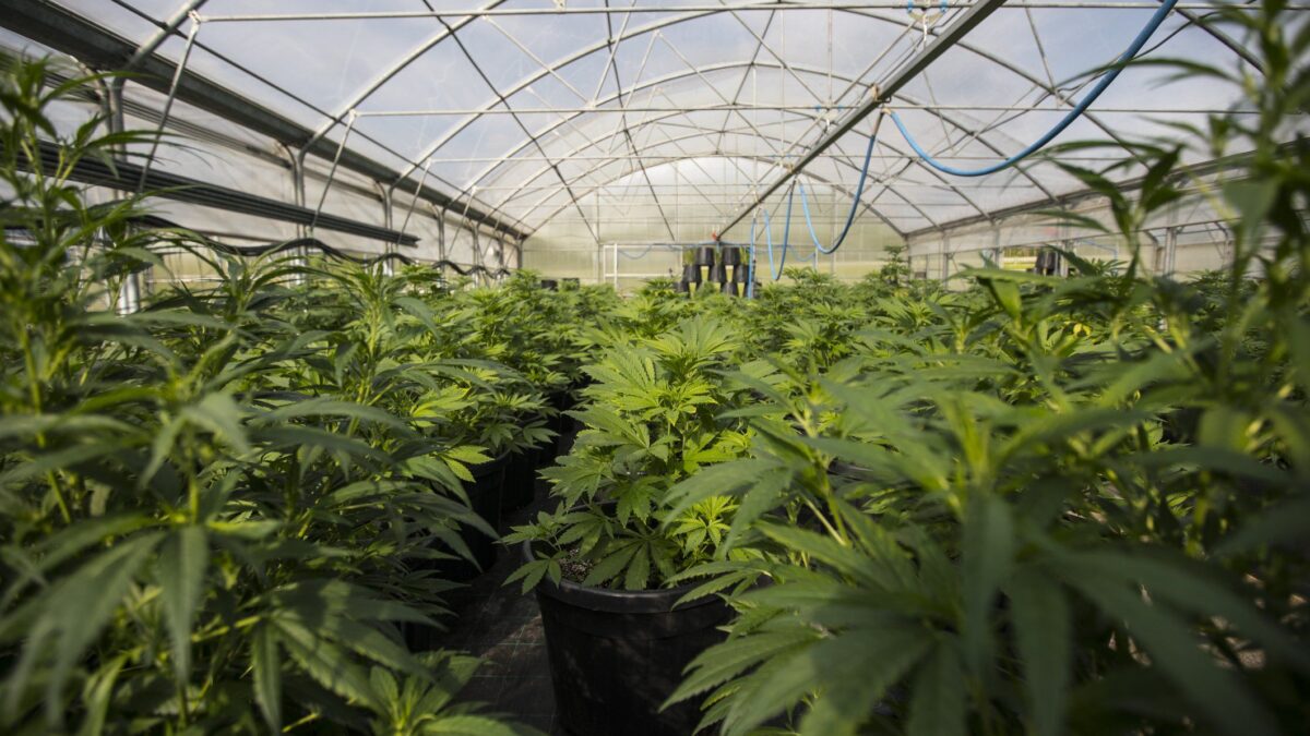 La Spagna è una serra di marijuana. Rubata energia per 2 miliardi l’anno