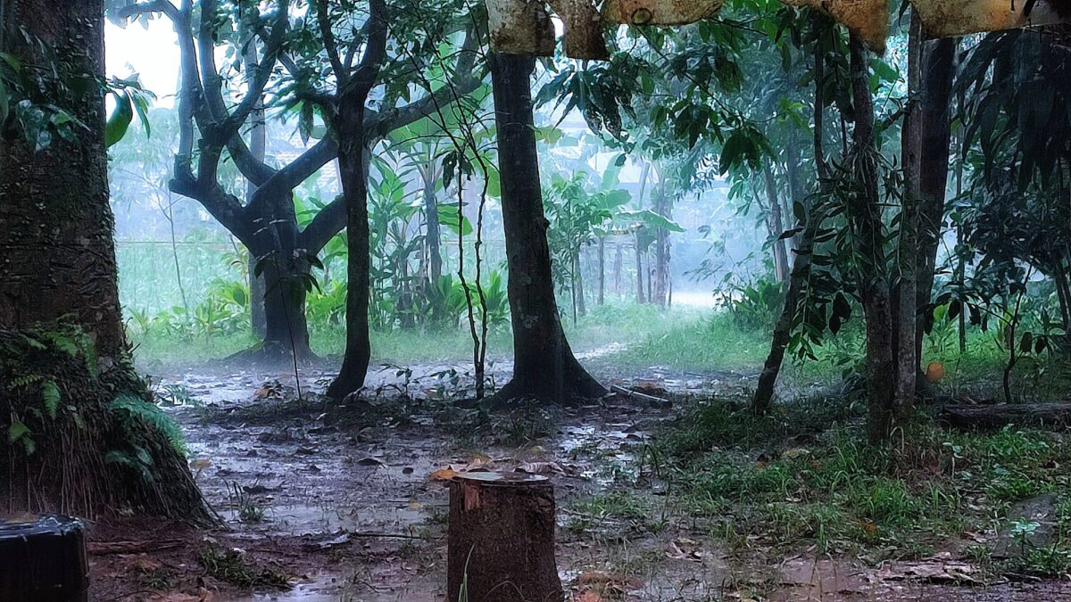 Sotto la pioggia un bosco antico assomiglia a una grande metropoli
