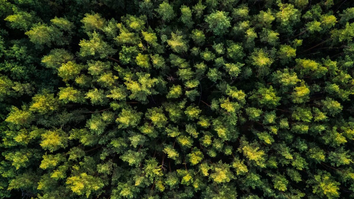 In un bosco è ancora possibile godersi il tempo senza secondi fini