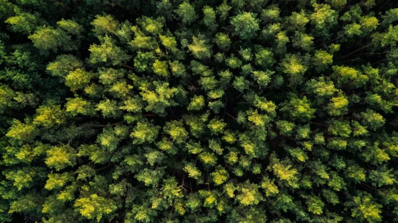 In un bosco è ancora possibile godersi il tempo senza secondi fini
