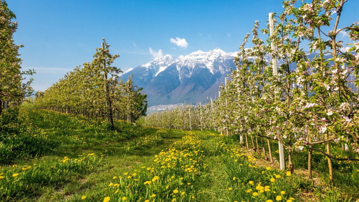 Un tour tra i fiori per scoprire la Val di Non