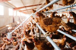 L’agricoltura Ue si fa più «italiana». Tagliola emissioni per polli e maiali