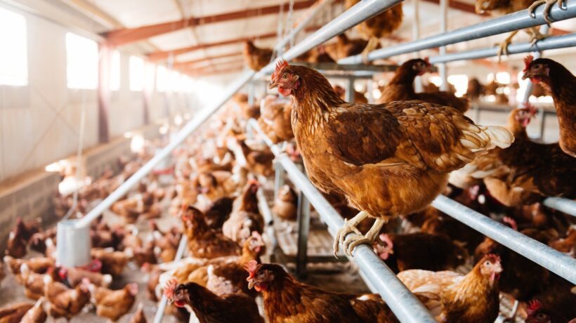 L’agricoltura Ue si fa più «italiana». Tagliola emissioni per polli e maiali
