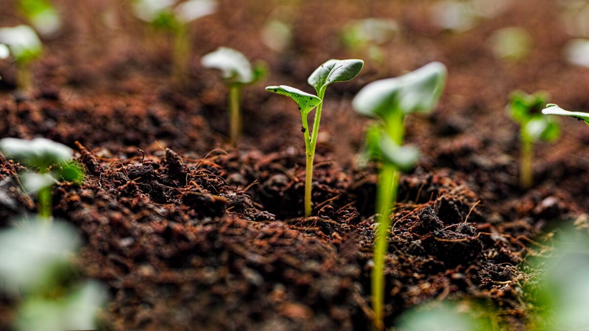 L’orto può aiutarci a vivere meglio con cibi più salutari e meno sprechi