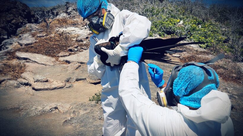 Tornano i virologi e invocano nuovi sieri: «La futura pandemia sarà quella d’aviaria»