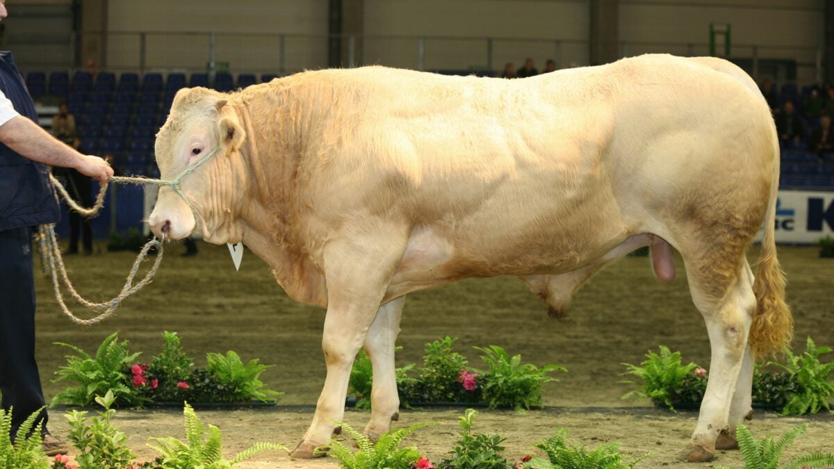 «La Blonde d’Aquitaine è la carne ideale nel menu mediterraneo»
