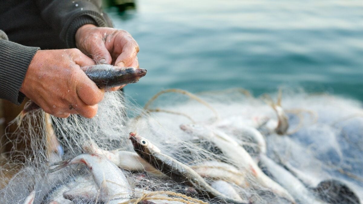 Dal pesce scartato nascono i brodetti d’Italia