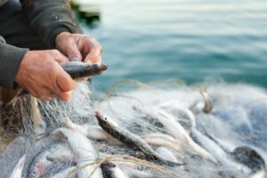 Dal pesce scartato nascono i brodetti d’Italia