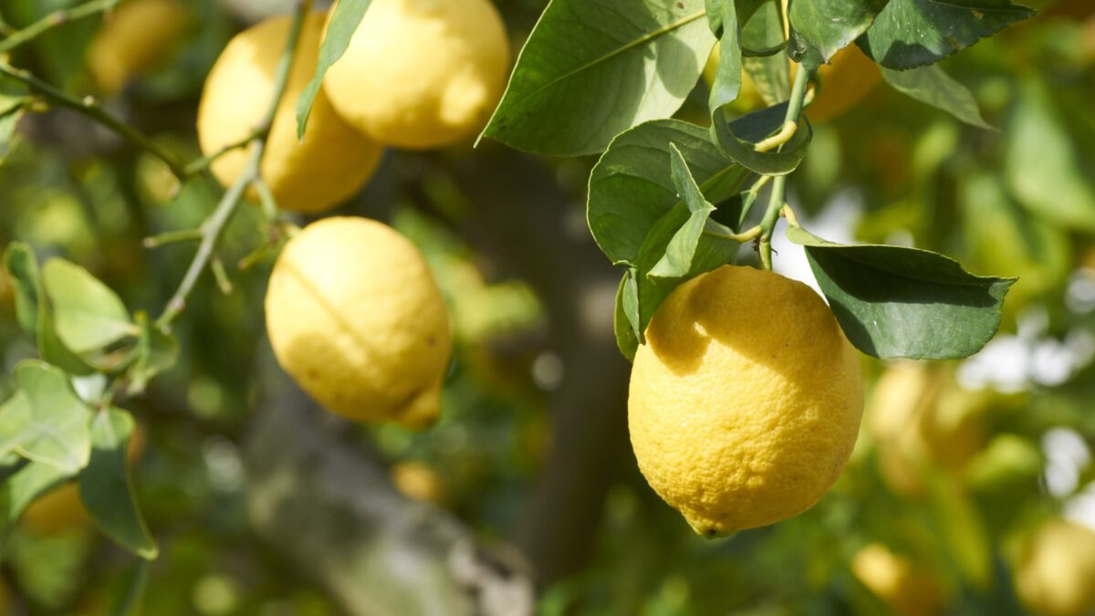 Anti stress ed elisir di giovinezza. Le virtù insospettate del limone