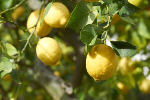 Anti stress ed elisir di giovinezza. Le virtù insospettate del limone