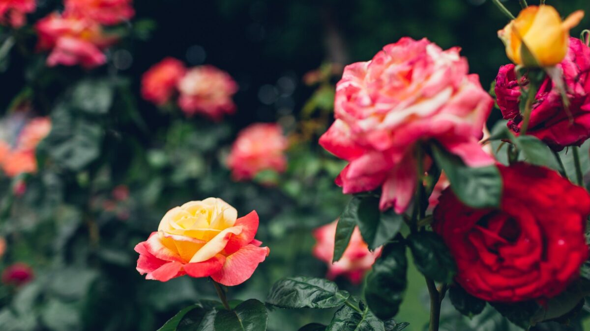 Nel giardino o in cucina, bibita, profumo o medicina, la rosa rimane la regina